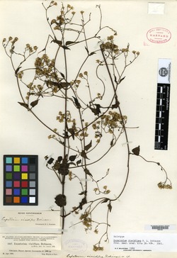 Fleischmannia viscidipes image