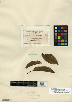 Alchornea integrifolia image