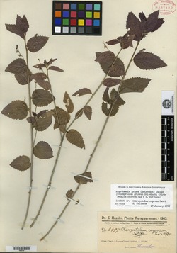 Chiropetalum griseum image
