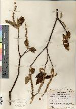 Croton siltepecensis image