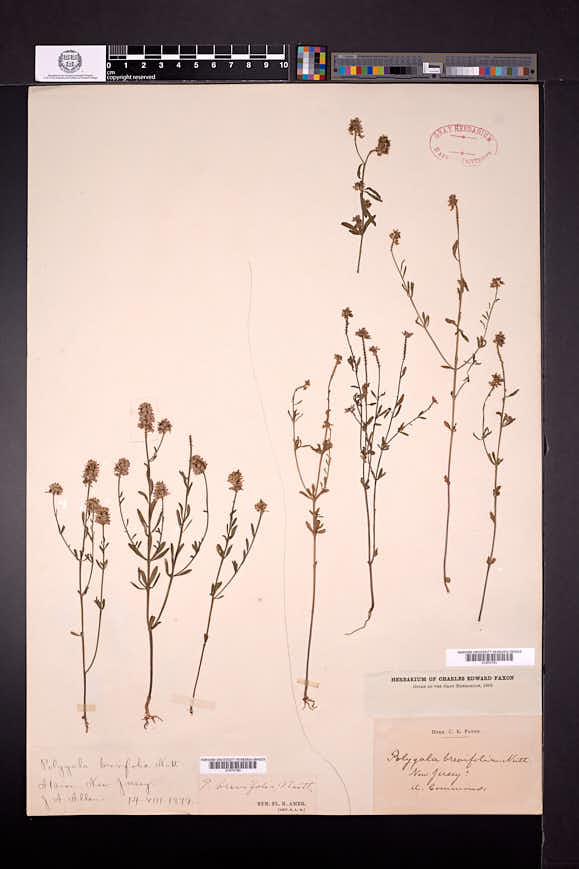 Polygala brevifolia image