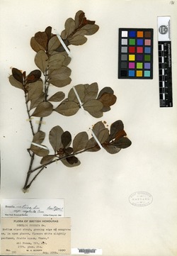 Sideroxylon americanum image