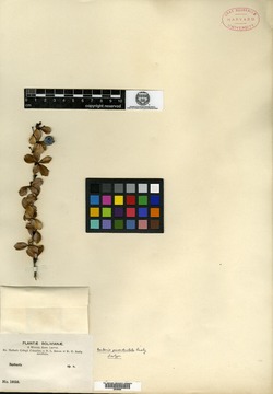 Berberis paucidentata image