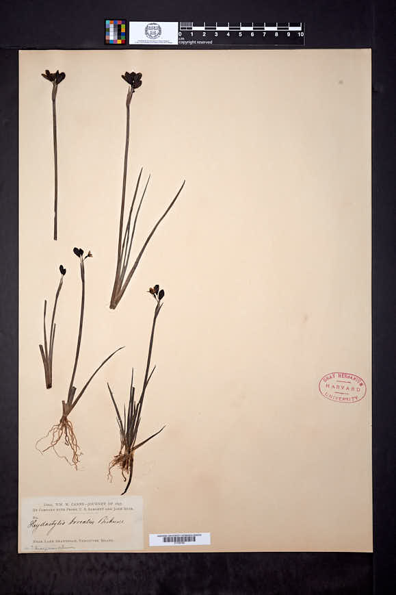 Sisyrinchium californicum image