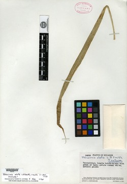 Pitcairnia cosangaensis image