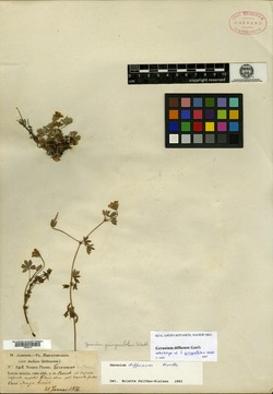 Geranium quinquelobum image