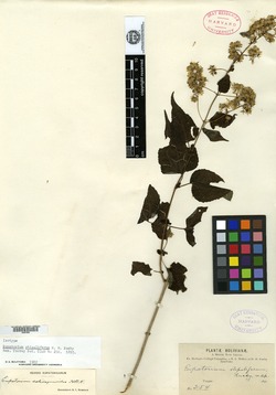 Eupatorium stipuliferum image