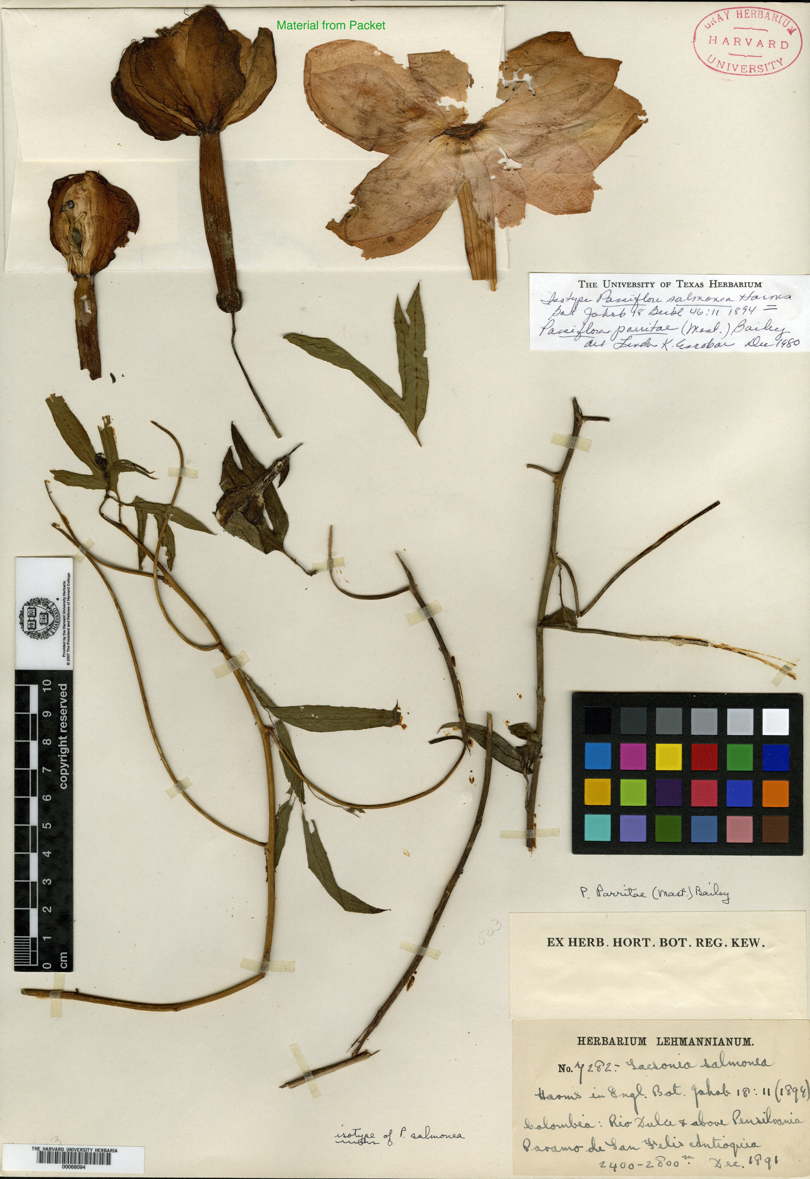 Passiflora trifoliata var. tarmensis image
