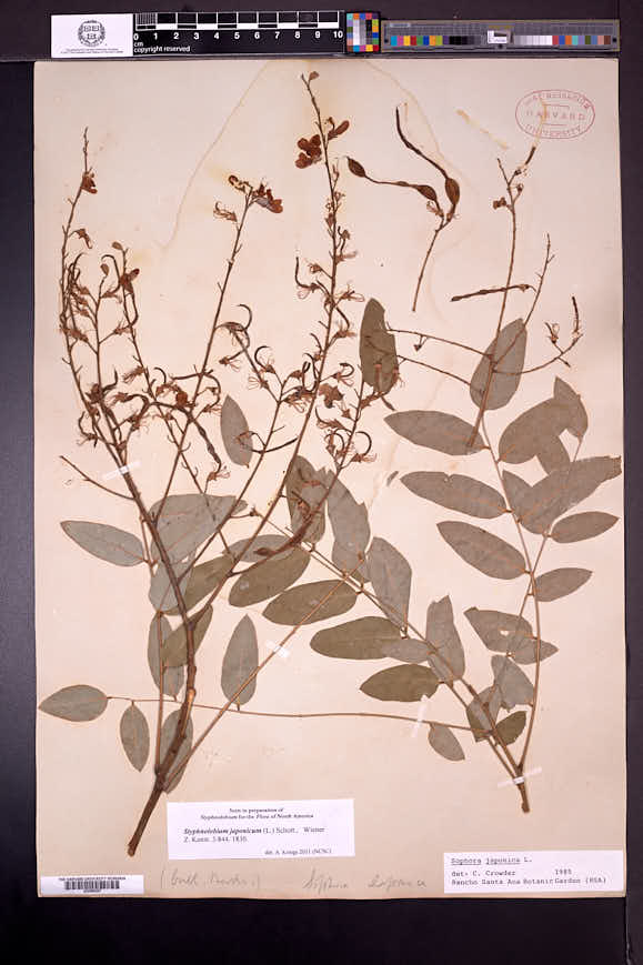 Styphnolobium japonicum image