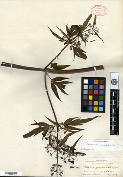 Rhodosciadium macrophyllum image