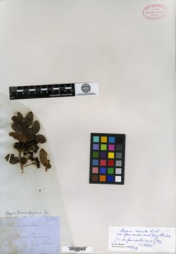 Banara parviflora image