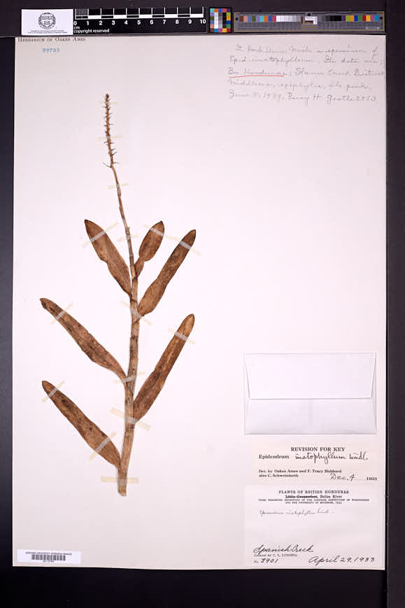Epidendrum imatophyllum image