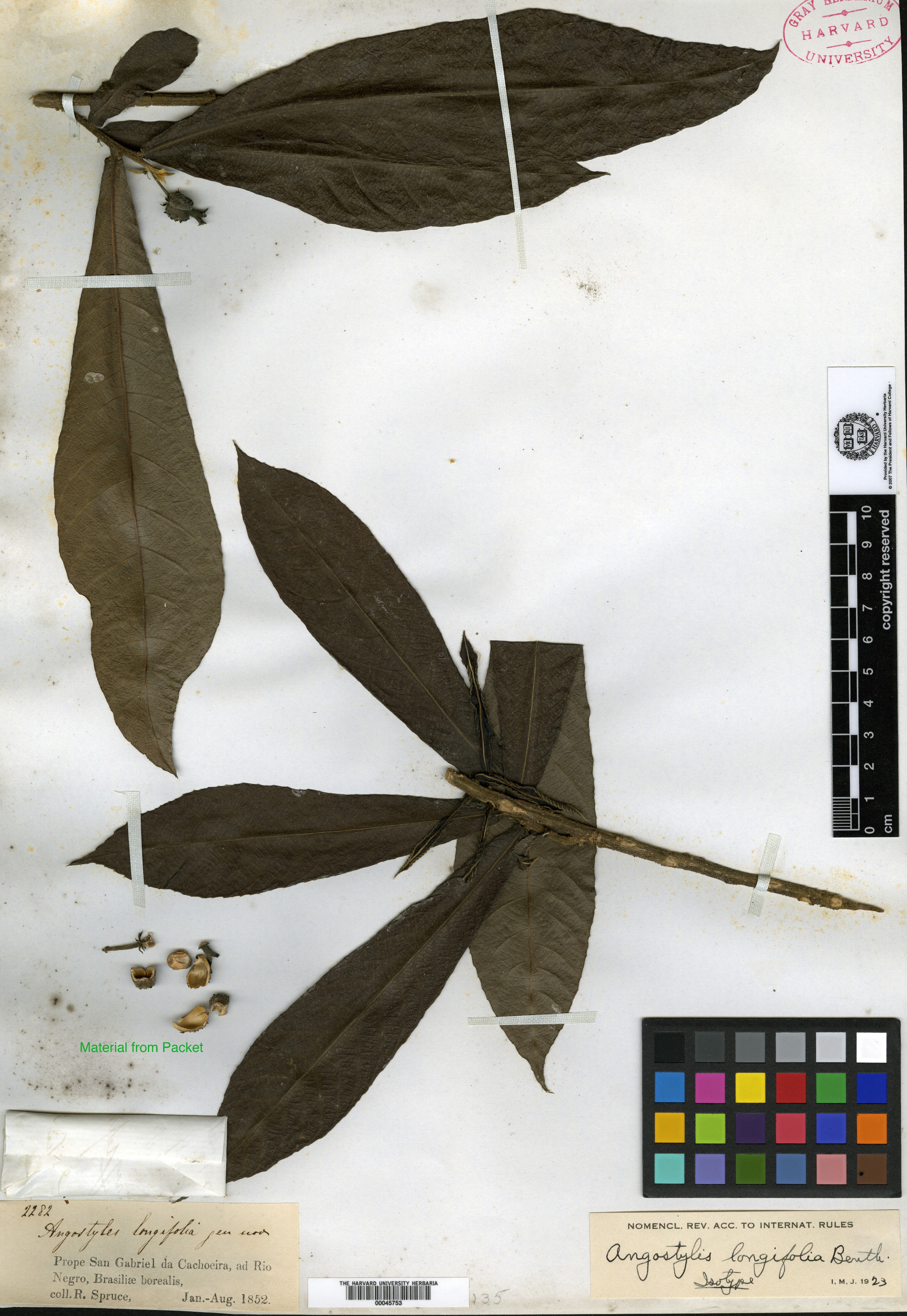 Antidesma montanum var. montanum image