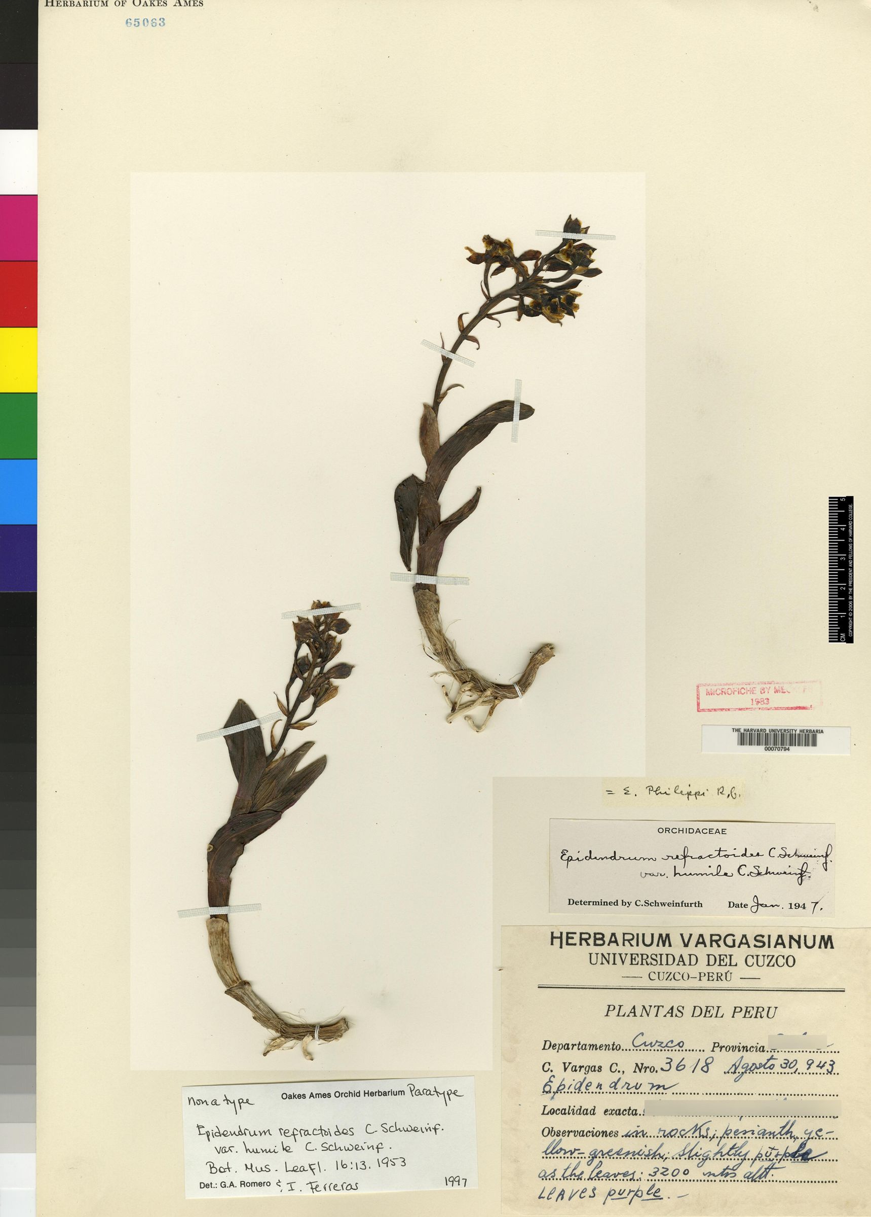 Epidendrum rondosianum image