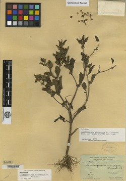 Acanthospermum microcarpum image