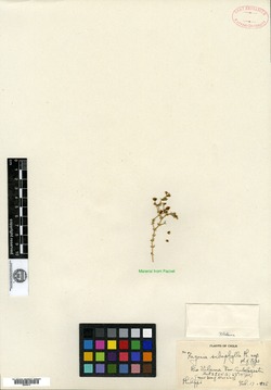 Fagonia subaphylla image