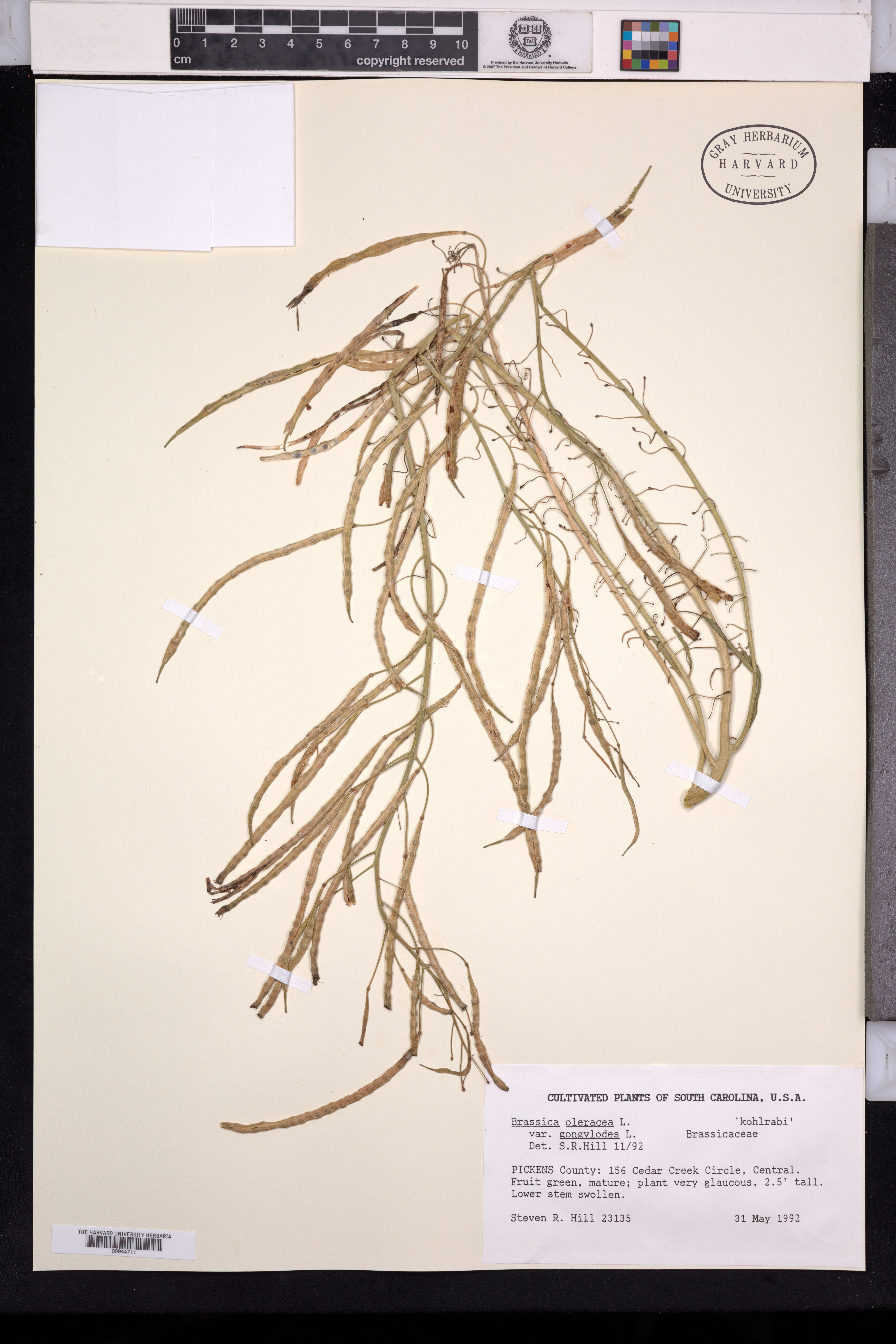 Brassica oleracea var. gongylodes image