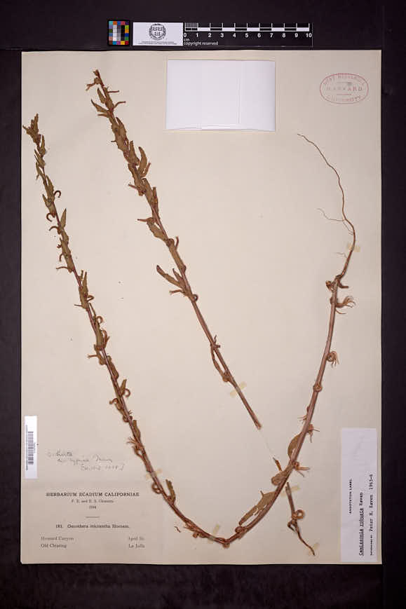 Camissonia robusta image