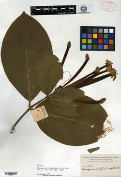 Posoqueria platysiphonia image