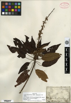 Croton masonii image