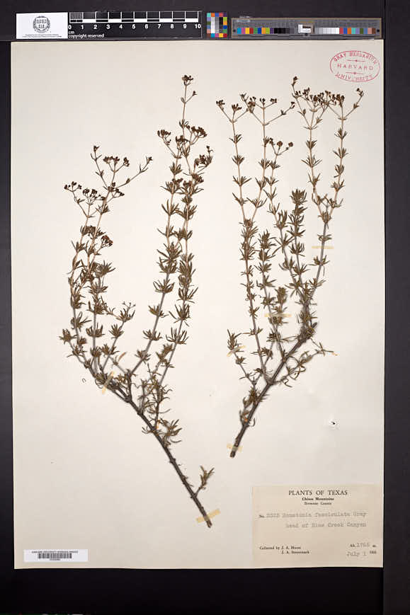 Arcytophyllum fasciculatum image