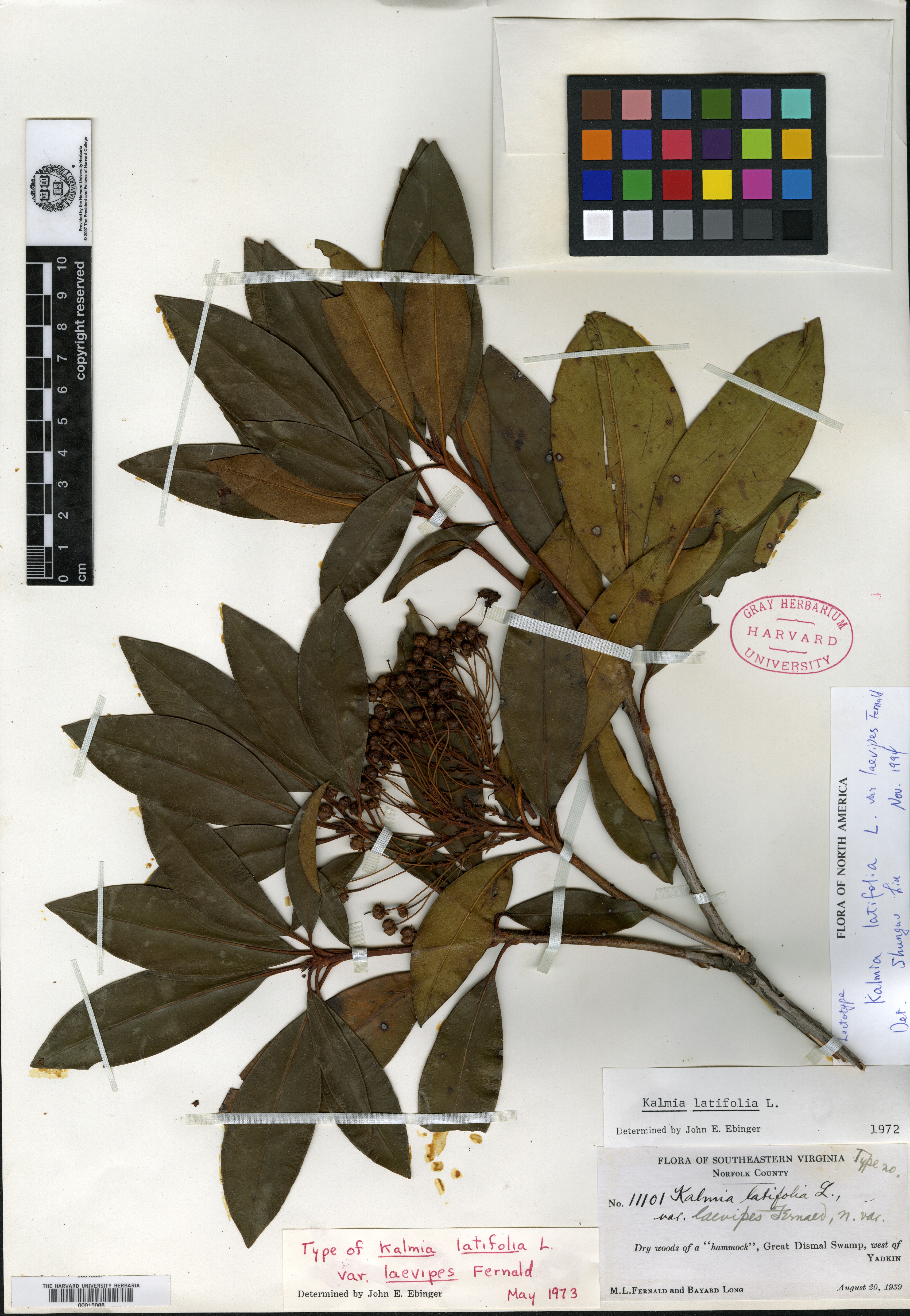 Kalmia latifolia var. laevipes image