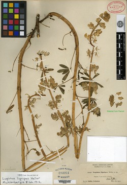 Lupinus lignipes image