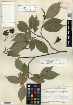 Rinorea amapensis image