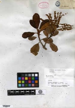 Clethra retivenia image