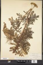Tanacetum vulgare subsp. vulgare image