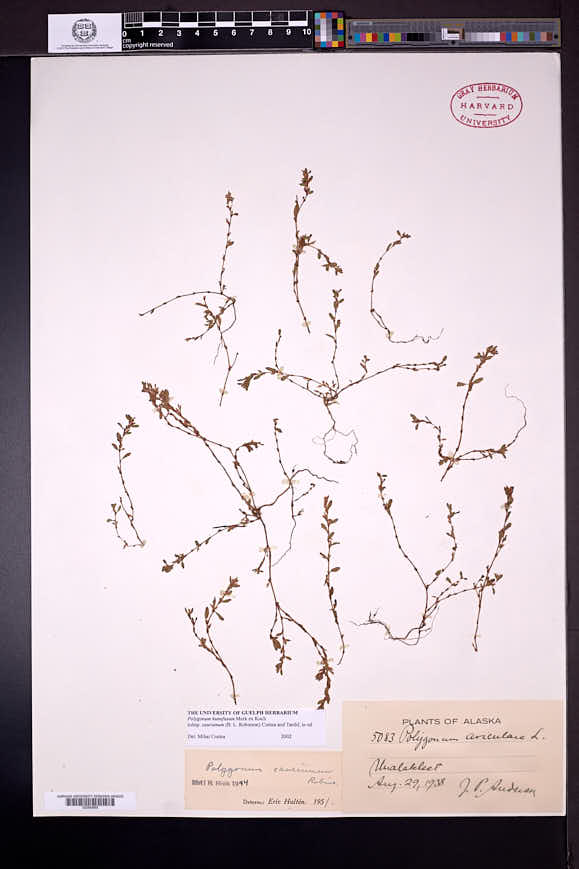 Polygonum humifusum subsp. caurianum image