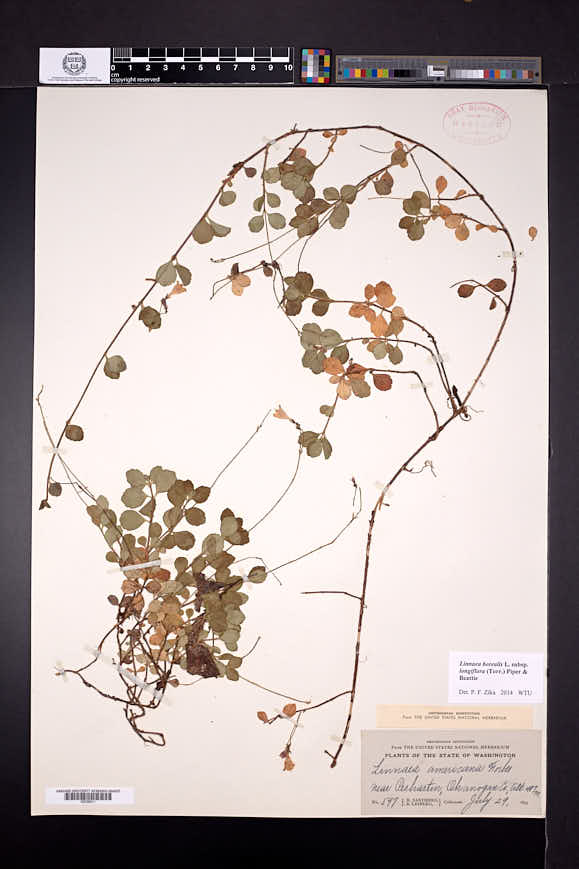 Linnaea borealis subsp. longiflora image