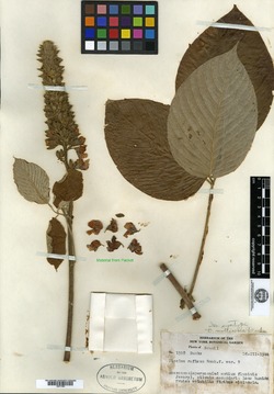 Diphysa racemosa image