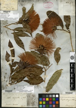 Stifftia chrysantha image