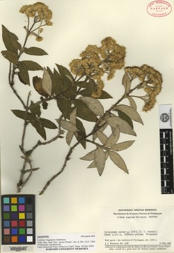 Ferreyranthus rugosus image