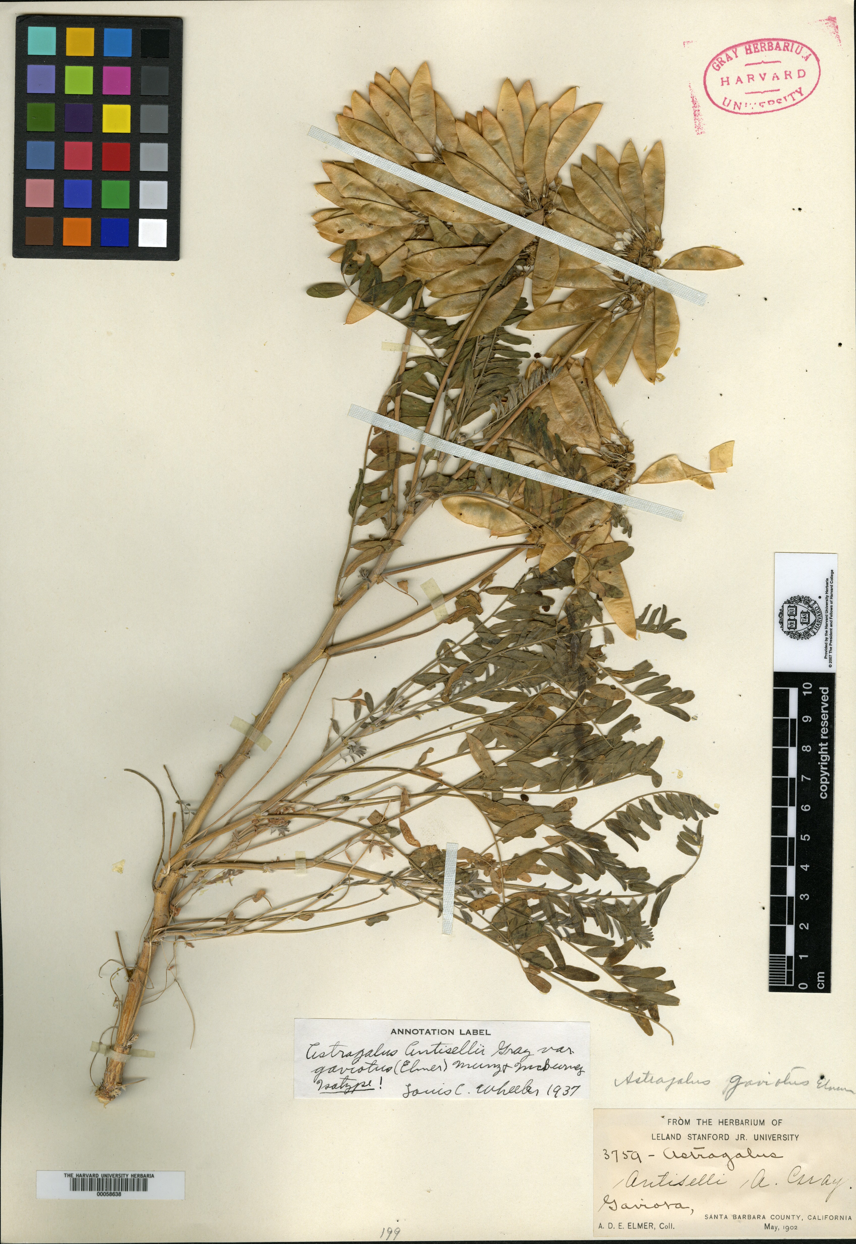 Astragalus gaviotus image