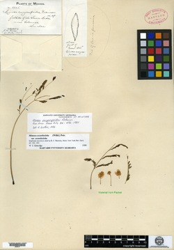 Mimosa eurycarpoides image