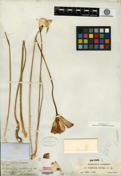 Calochortus monanthus image