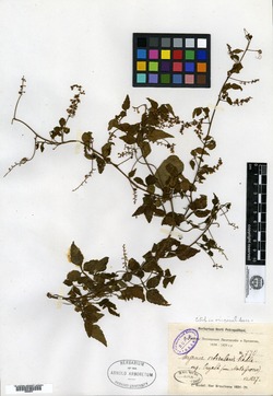 Serjania orbicularis image