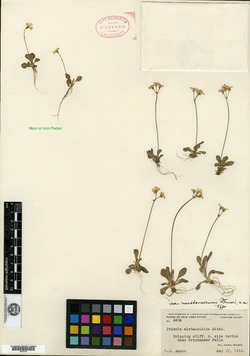 Primula mistassinica var. noveboracensis image