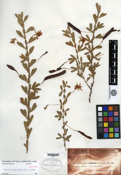 Chamaecrista rotundifolia var. grandiflora image