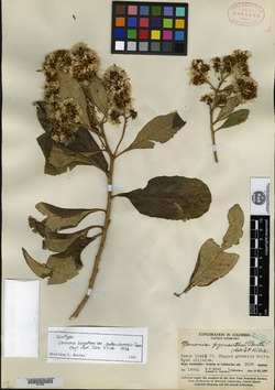 Critoniopsis bogotana image