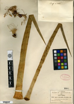 Agave dasylirioides image