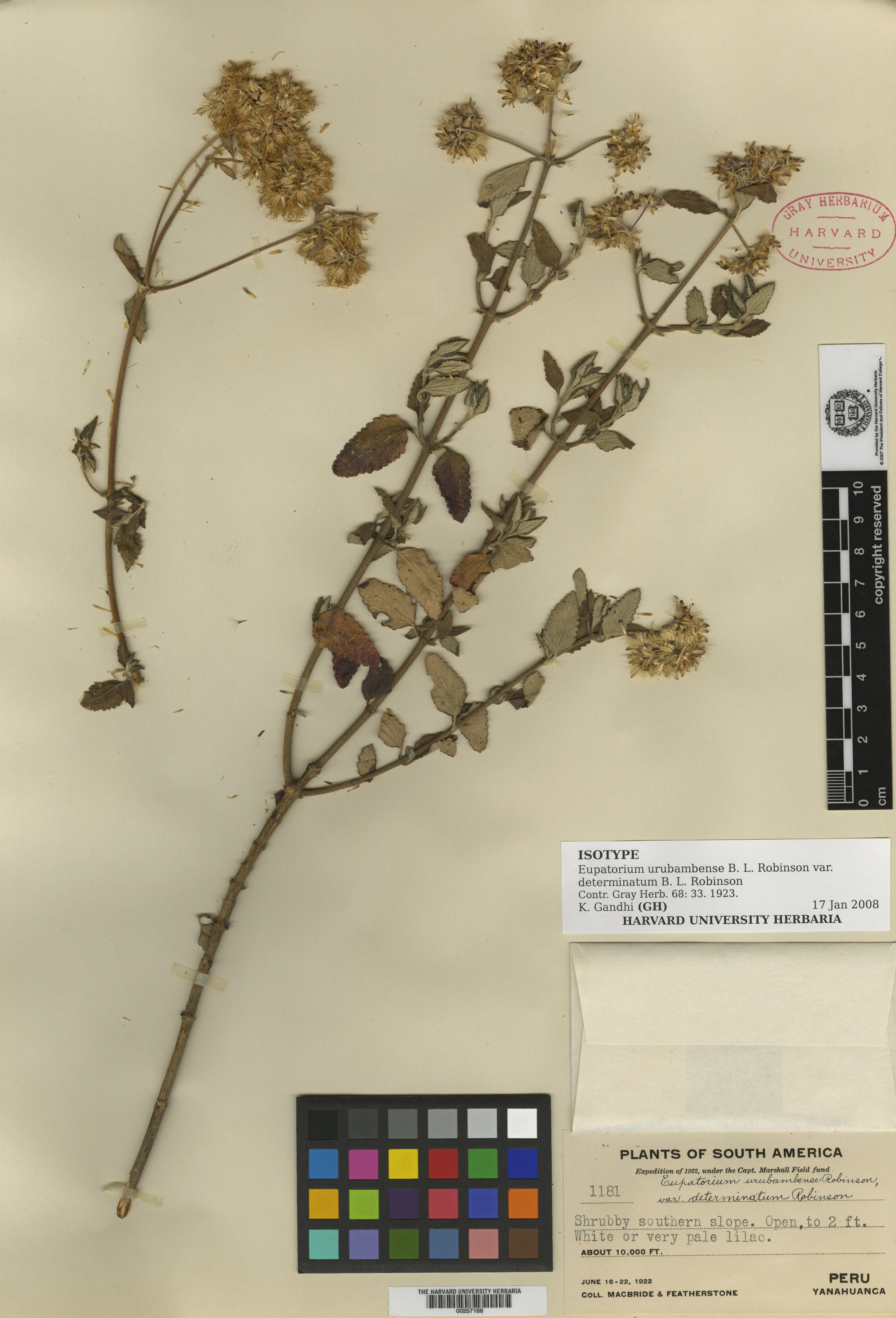 Cronquistianthus determinatus image