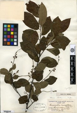 Prunus alabamensis image