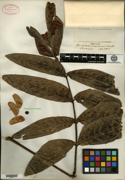 Toulicia guianensis image