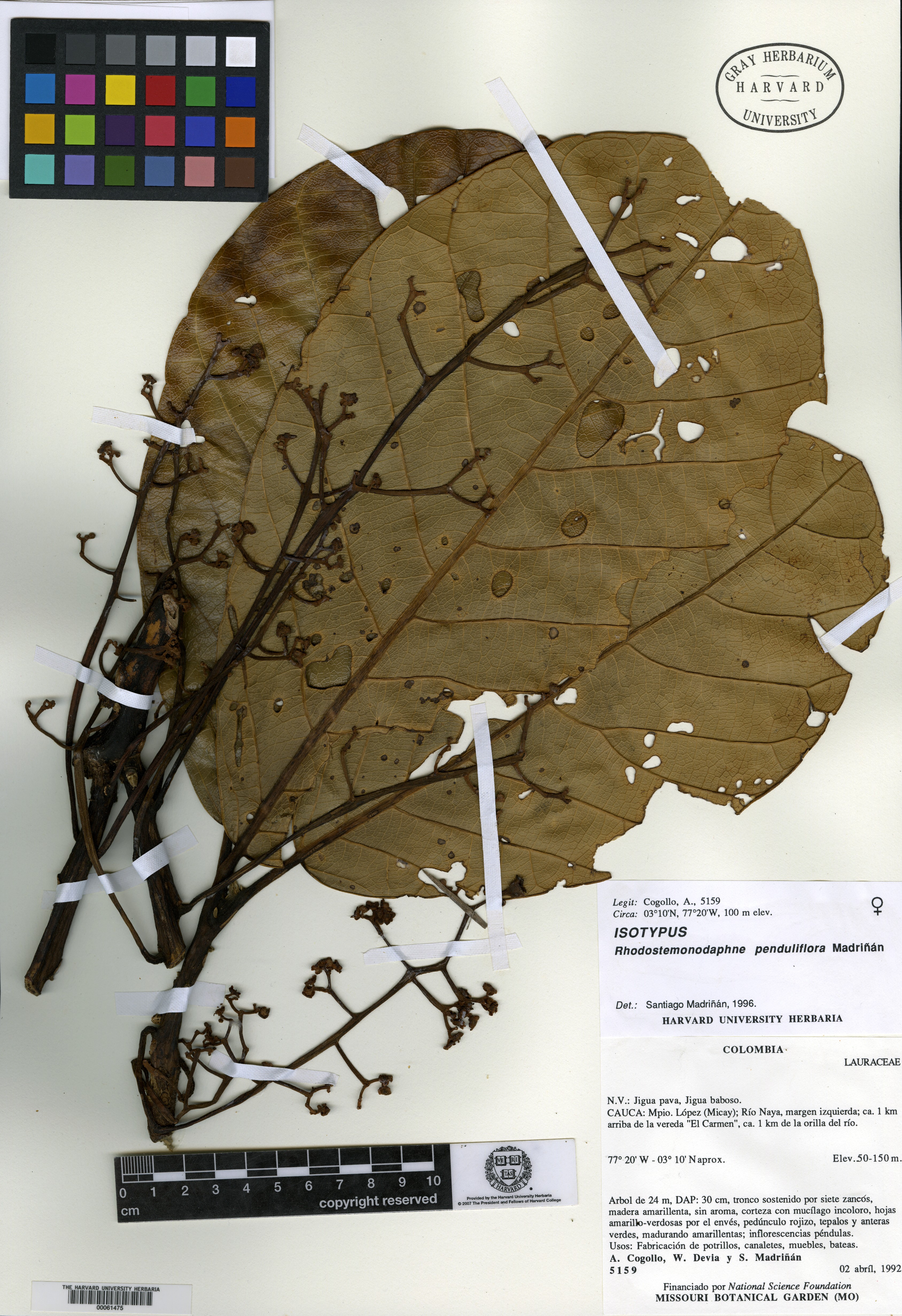 Rhodostemonodaphne penduliflora image