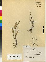 Pleurothallis stelidioides image