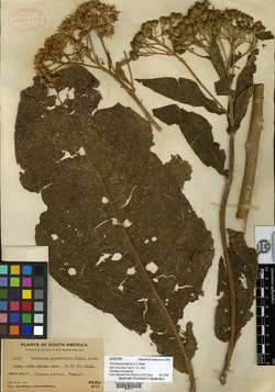 Verbesina grandifolia image