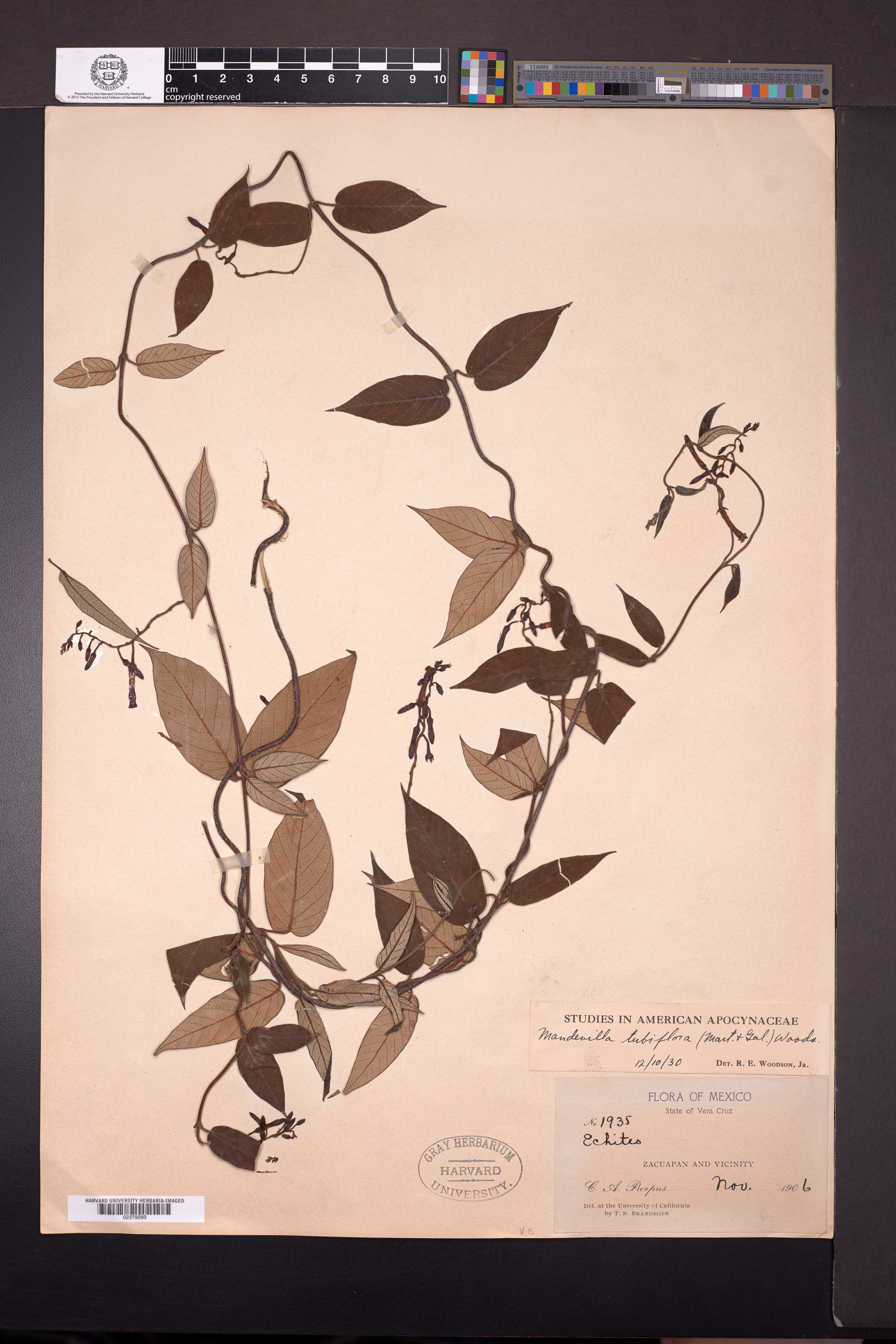 Mandevilla tubiflora image